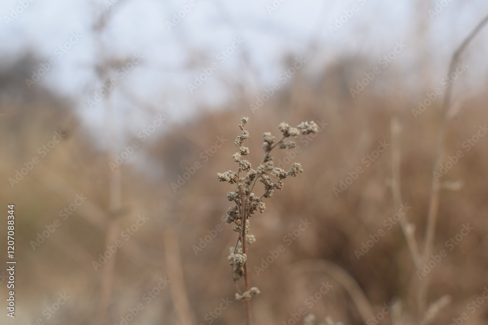 Fototapeta premium top of Hemp dry seeds in rustic wooden spoon close up. Peeled nutritious Cannabis sativa grains. Superfood ingredient, Bowl with healthy hemp seeds on grunge background