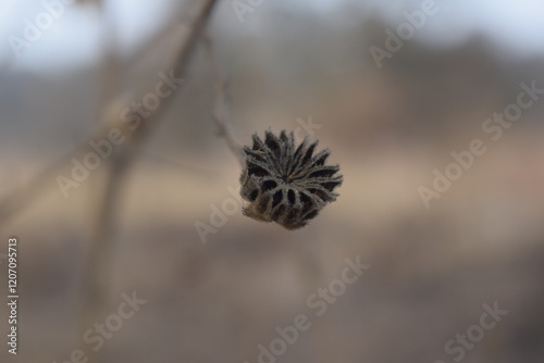 Flower seeds on a pink background, Datura stramonium, known by English names jimsonweed (jimson weed) or devil's snare, is a plant in nightshade family. It is an aggressive invasive weed in temperate  photo