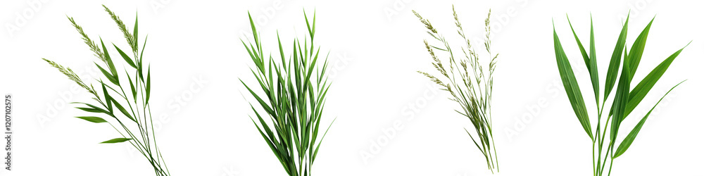 Green Lush Grass and Wheat Stems on Agricultural Field Landscape in Sunny Countryside Green Lush Grass and Wheat Stems on Agricultural Field Landscape in Sunny Countryside