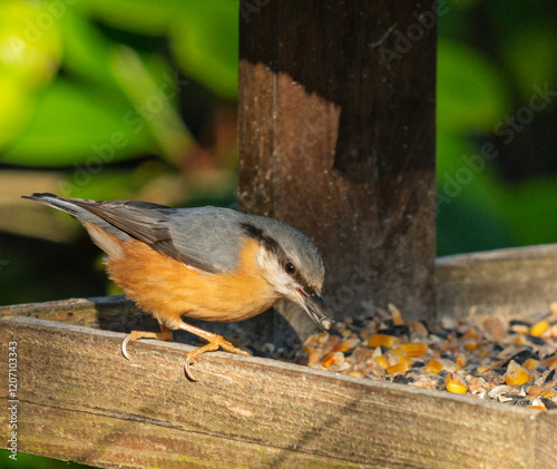 sitelle torchepot dans la mangeoire pour oiseaux de la nature, sublimée par un rayon de soleil hivernale photo