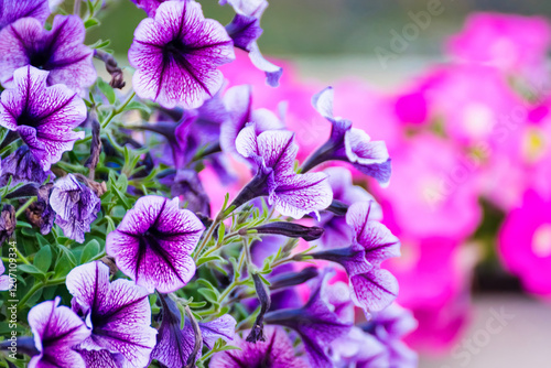 Close-Up of Purple Petunias: Detailed View of Beautiful Garden Flowers in Bloom