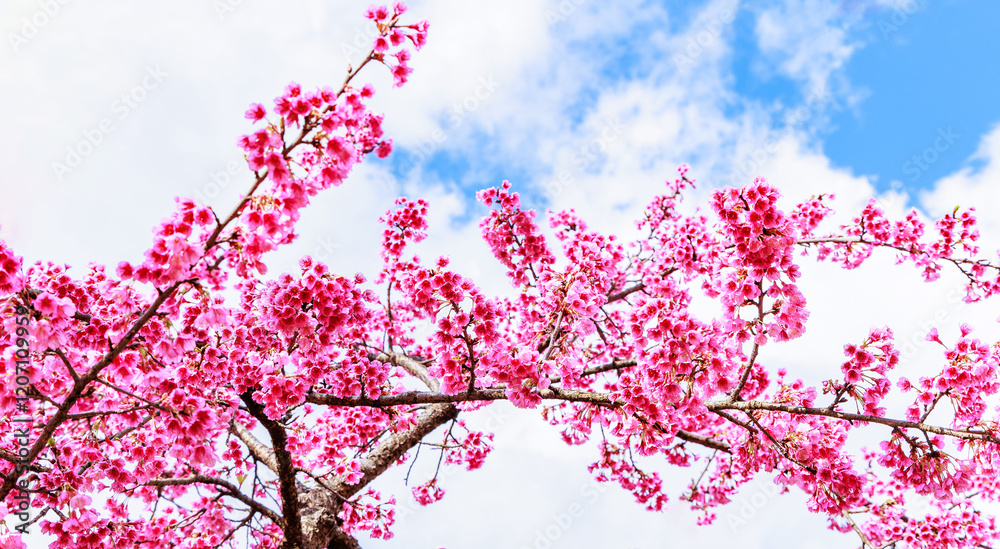 pink Sakura Spring Flower during spring time in thailand north Beautiful petals against the blue sky. Spring nature, bloom, beauty, Bright pink flowers on tree branches.