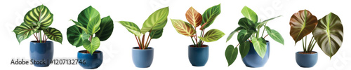 Vector image of a collection of ornamental plants in the yard