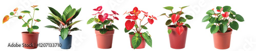 Vector image of a collection of ornamental plants in the yard