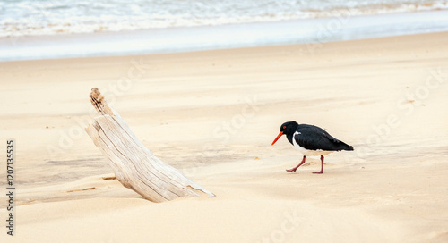 oystercatcher on the sand