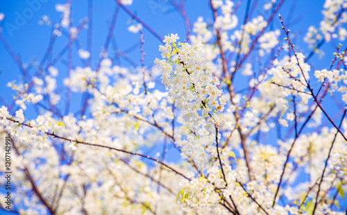 Wallpaper Mural white Sakura Spring Flower during spring time in thailand north Beautiful petals against the blue sky. Spring nature, bloom, beauty, Bright white flowers on tree branches. Torontodigital.ca