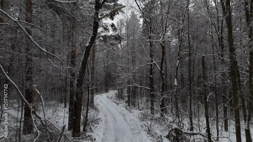 Winter forest
