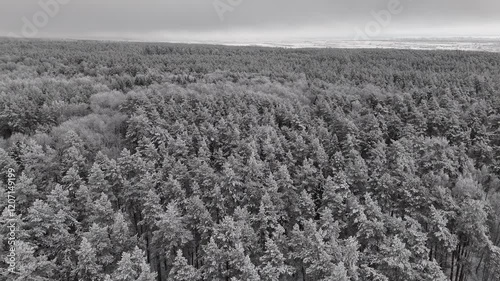 frozen trees in the snow