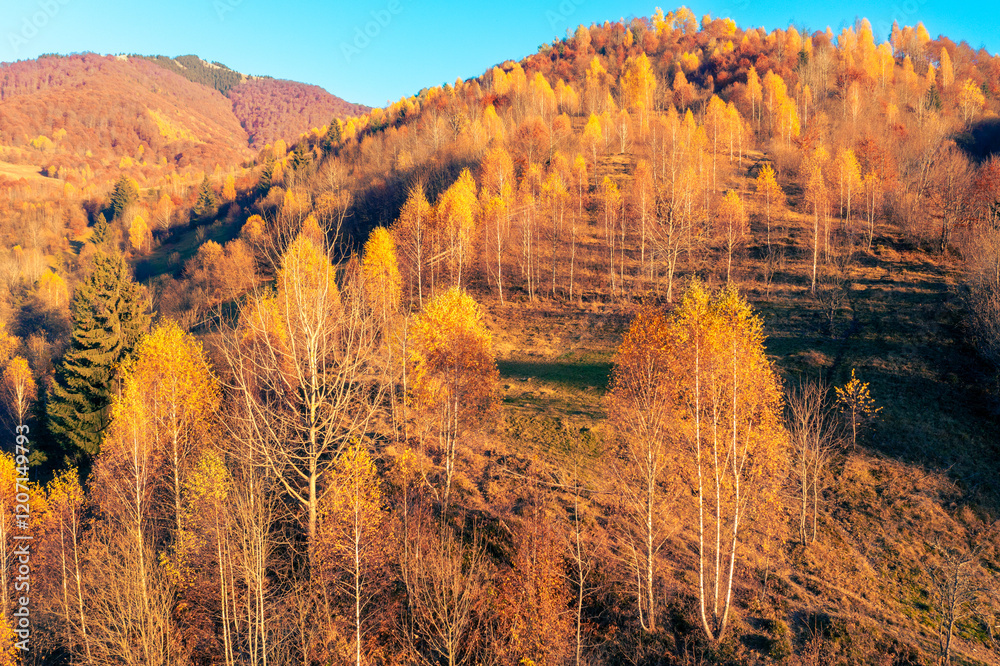 Panoramic view from above of colorful slopes of mountains on a sunny autumn day. Beautiful landscape. Carpathian mountains, view from Prislop pass, Ukraine