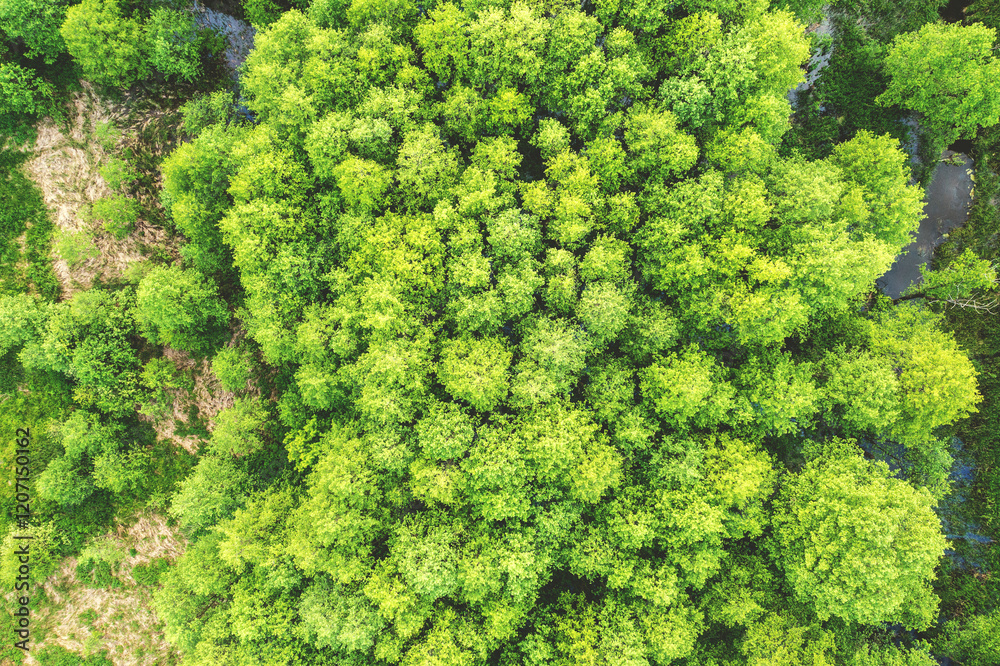 Top view of green wood in summer. Green forest nature background