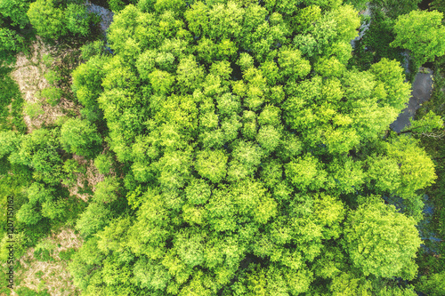 Obraz na płótnie Top view of green wood in summer. Green forest nature background w salonie