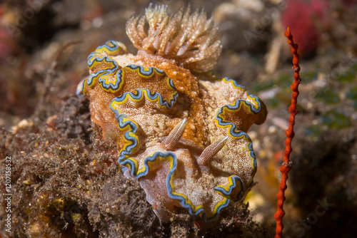 A striking underwater macro photograph of a nudibranch, a vibrant sea slug adorned with intricate blue, yellow, and brown patterns along its ruffled mantle photo