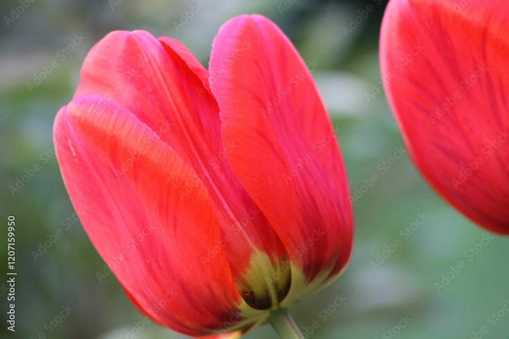 Close-up of vibrant red tulips in bloom. Close-up of vibrant red tulips in bloom.