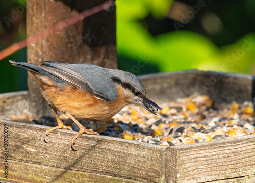 sitelle torchepot dans la mangeoire pour oiseaux de la nature, sublimée par un rayon de soleil hivernale photo