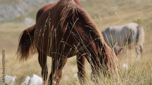 brown horse among mountainous terrain steppe summer daylight