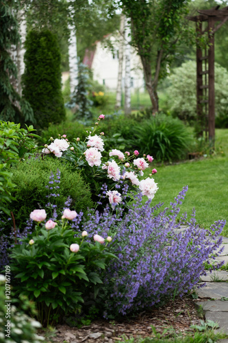 Pink peony 