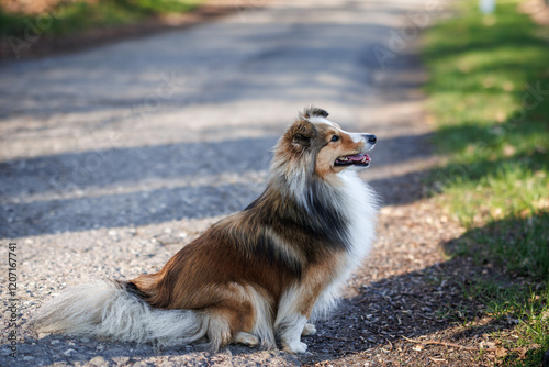 Shetland sheepdog outdoors. Purebred dog sitting on road photo