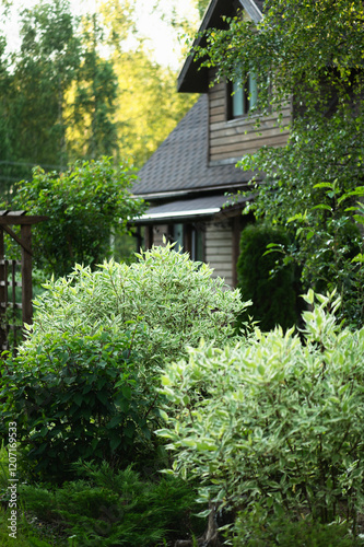 wooden country house (russian dacha) in summer with cornus alba on foreground