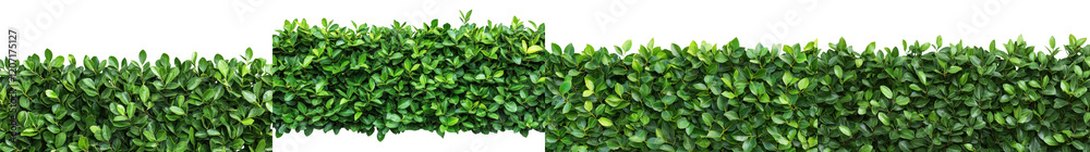 Obraz premium Vibrant Lush Green Hedge with Flourishing Foliage in Tranquil Natural Environment