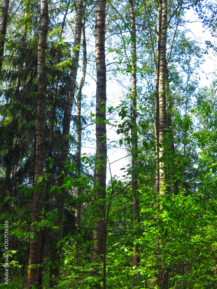 Fototapeta premium spring forest with bright greenery