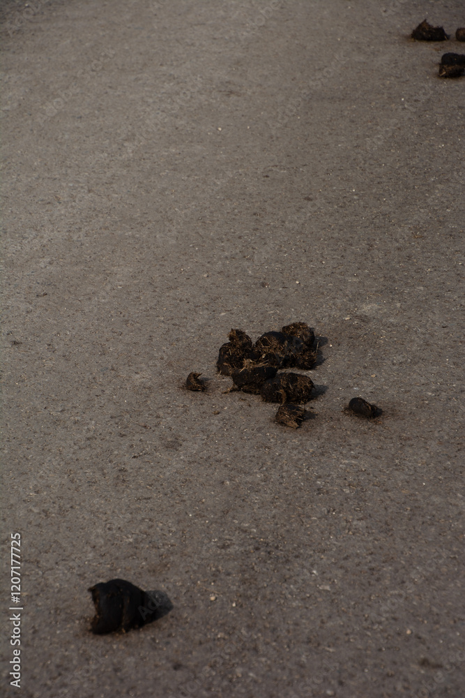 Obraz premium Heap of horse manure on the rural road which was not cleared away