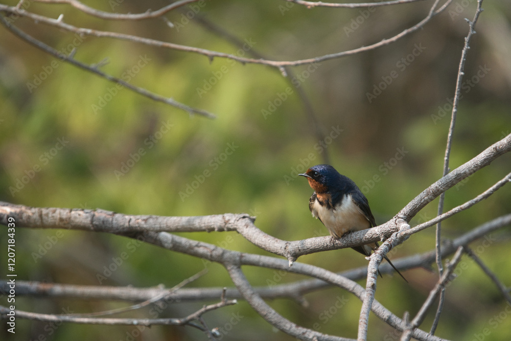 Fototapeta premium swallow on a tree branch