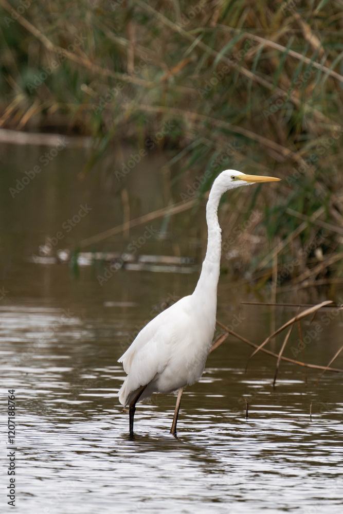 Great egret (Ardea alba) walking through the water Great egret (Ardea alba) walking through the water