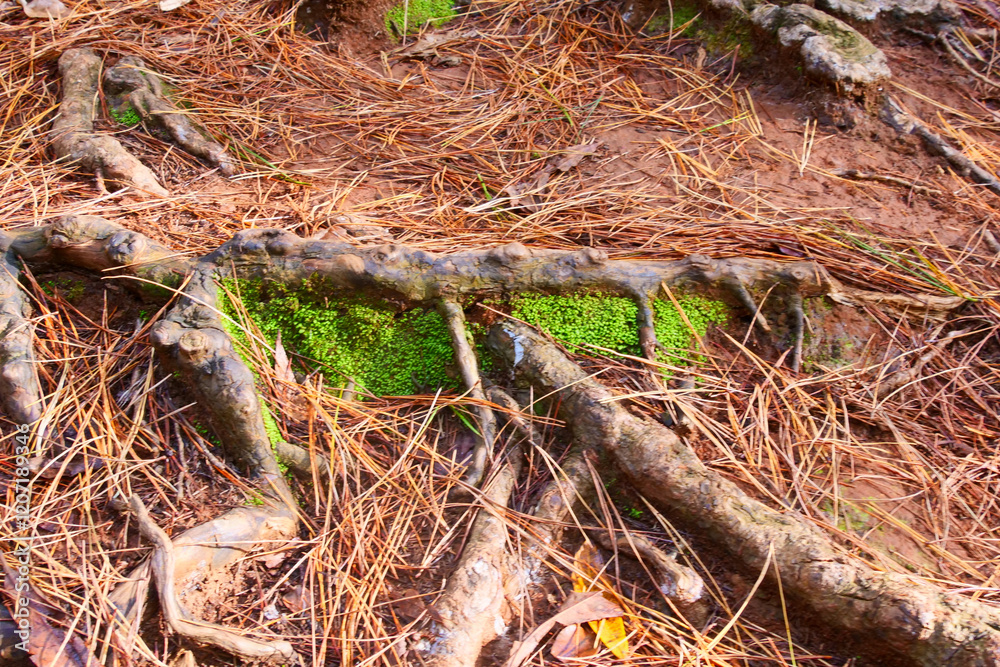 Forest floor with roots and small green plants