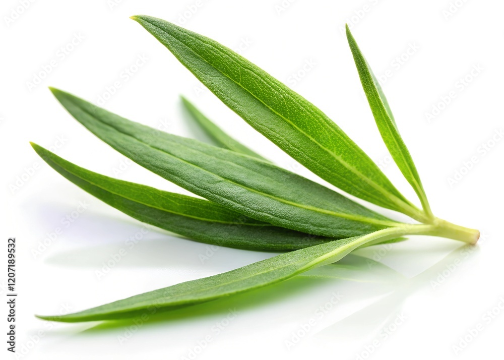 tarragon isolated on a white background tarragon isolated on a white background