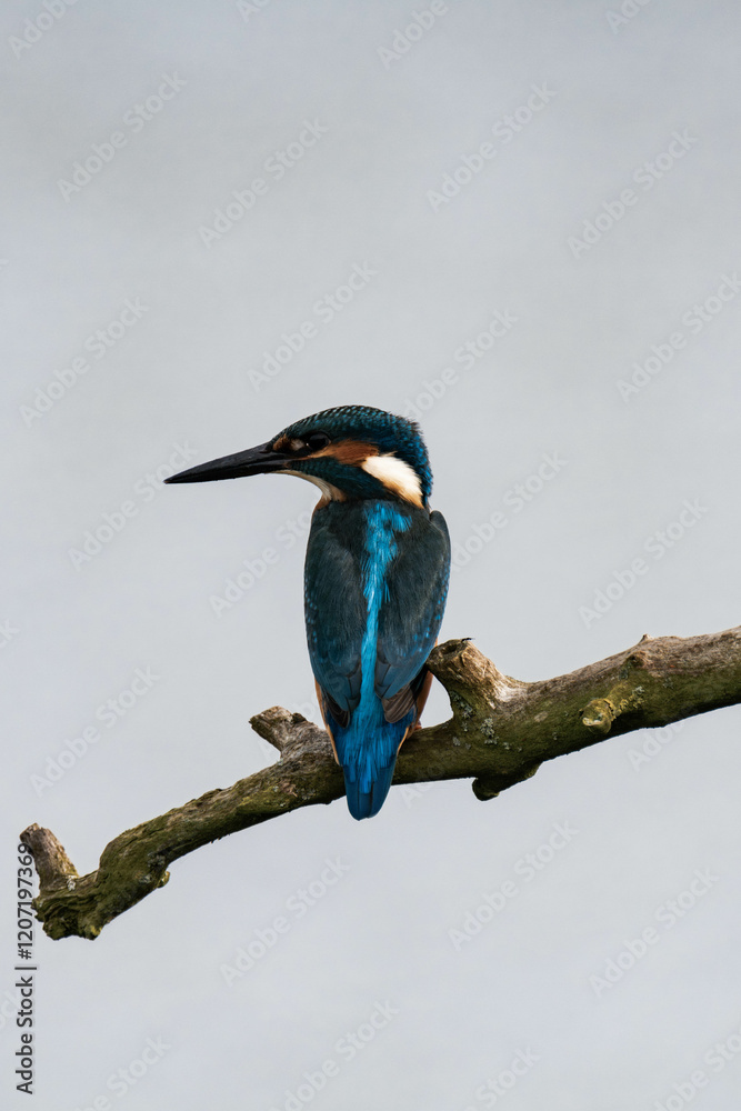 Obraz premium Common kingfisher (Alcedo atthis), also known as the Eurasian kingfisher and river kingfisher sitting on a tree branch