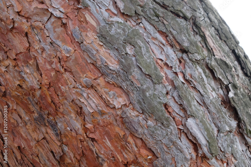 forest park bark wood pine visible structure of wood brown color forest park bark wood pine visible structure of wood brown color