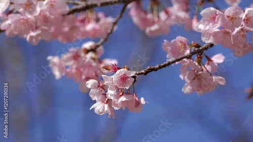 栃木・みかも山の桜 photo