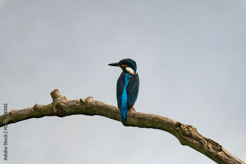 Obraz premium Common kingfisher (Alcedo atthis), also known as the Eurasian kingfisher and river kingfisher sitting on a tree branch
