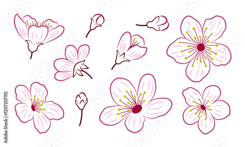 Set of color outlines of sakura flowers and buds. Spring cherry bloom blossom contour, isolated elements. Botanical line design vector illustration.