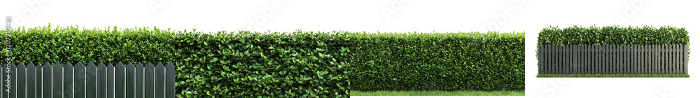 Lush Green Hedge Forming Natural Border in Serene Garden Landscape