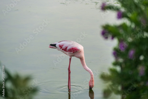 Flamigo feeding in shallow water of a wetlands photo