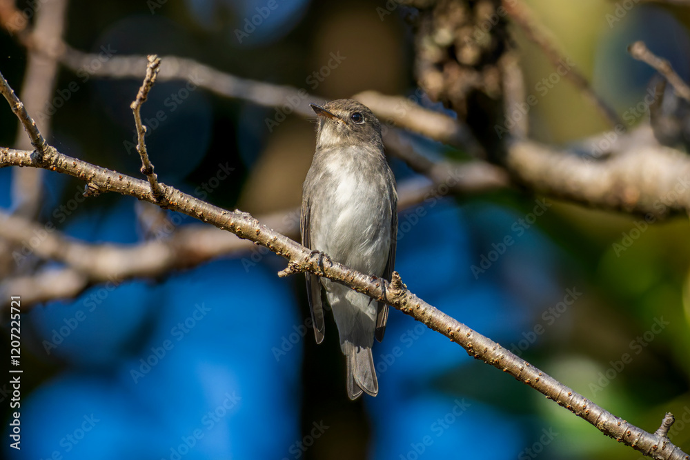 枝にとまるコサメビタキ