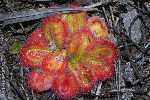 Rosette of Drosera collina, a carnivorous sundew with sticky leaves, south-west Western Australia