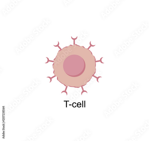 T Cell, T cell icon, helper and cytotoxic T cell, CD Antigen Types., CD4 And CD8. T cell isolated on white background. Immune system. Vector Illustration.