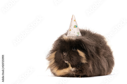 Cute guinea pig wearing a birthday hat isolated on white background, funny festive pet portrait celebrating party and celebration theme