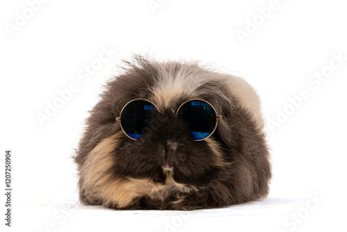 Funny guinea pig wearing sunglasses isolated on white background, cute stylish cavy pet portrait with summer vibe
