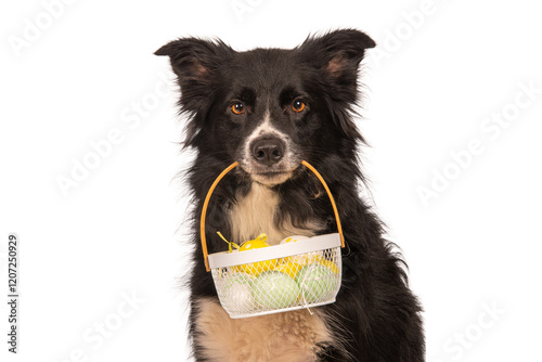 Border Collie carrying an Easter basket in its mouth, isolated on white background, cute festive dog portrait celebrating Easter holiday
