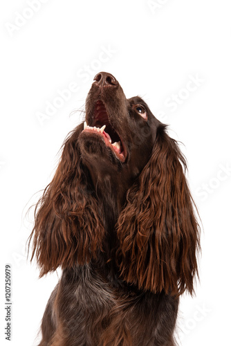 Brown Polish Spaniel, photographed in the studio, isolated on white. 
