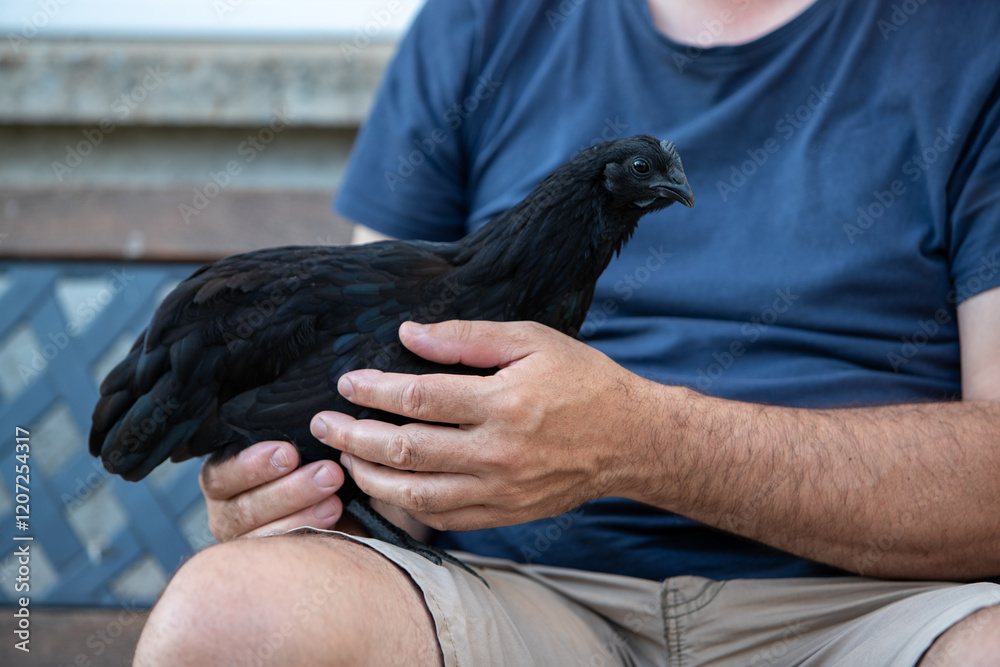 Fototapeta premium Poule noire de race Ayam Cemani, posée sur la cuisse d'un homme assis avec un t-shirt bleu. L'homme lui caresse le dos, l'animal ne bouge pas.