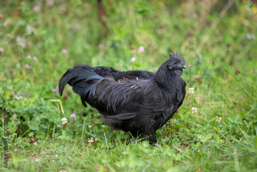 Jeune coq de race Ayam Cemani de couleur noire, se promenant dans l'herbe en liberté. Il possède un plumage sombre, son bec, ses barbillons et sa chair sont totalement noirs. Jeune coq de race Ayam Cemani de couleur noire, se promenant dans l'herbe en liberté. Il possède un plumage sombre, son bec, ses barbillons et sa chair sont totalement noirs.