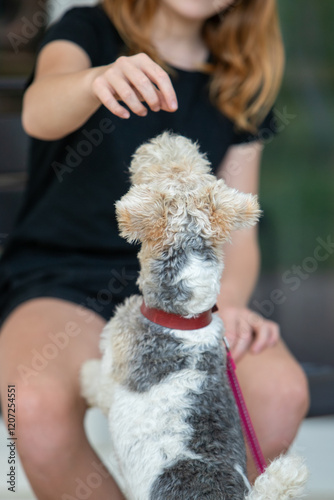 Chien de race Fox-Terrier tenu en laisse rouge, s'amusant avec une main d'une jeune fille assise sur une chaise. Animal vu de dos. photo