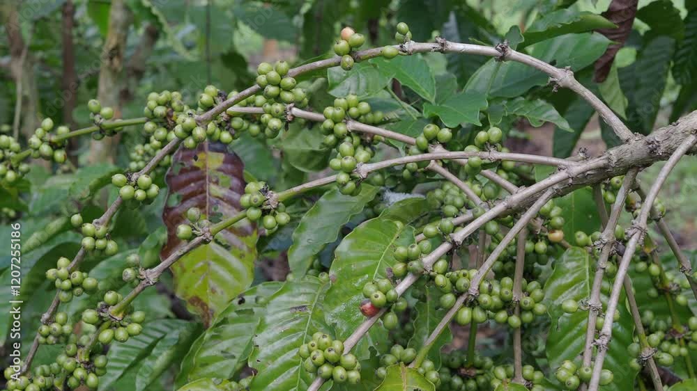 Fresh coffee beans in the farmers' garden Fresh coffee beans in the farmers' garden