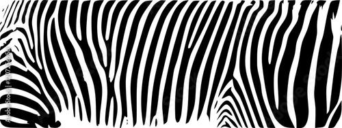 ZEBRA vector illustration on white background for tatoo, typography, t hirt, wall art, poster. Vector sketch.