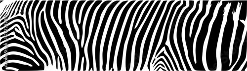ZEBRA vector illustration on white background for tatoo, typography, t hirt, wall art, poster. Vector sketch.