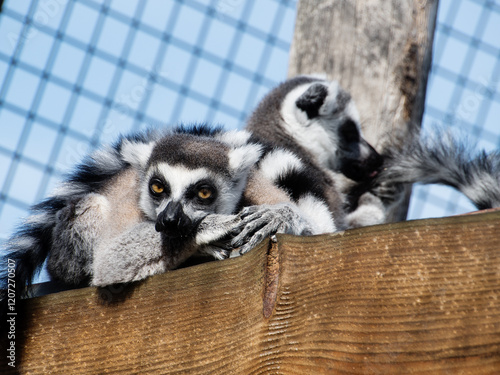 Lemurs resting together on a wooden surface in a zoo. The lemurs are captured in a relaxed group pose, showcasing their striped tails, expressive eyes, and soft fur. 